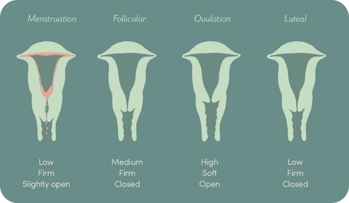 Uterus Diagram